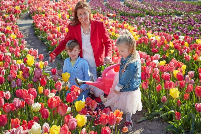 Amsterdam : Tulip Wonderland Tour - Why It’s Worth Considering