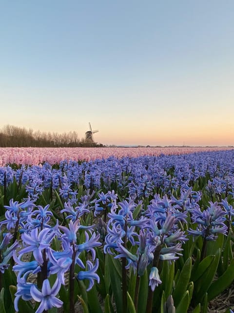 Amsterdam : Tulip Wonderland Tour - Key Points