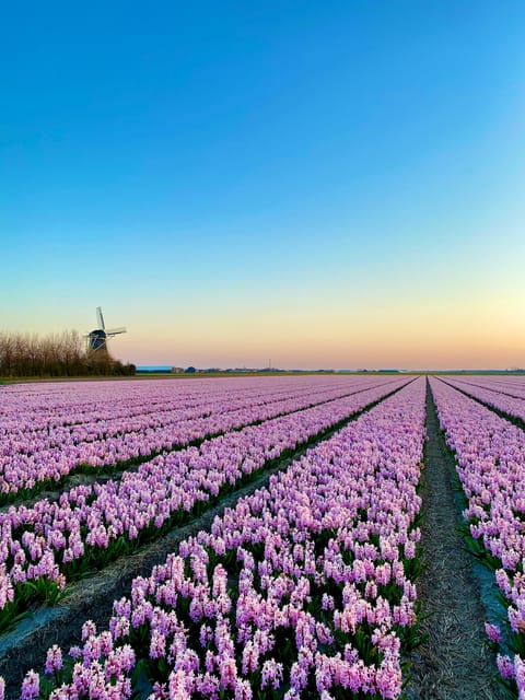 Amsterdam : Tulip Wonderland Tour - What Makes This Tour Special?