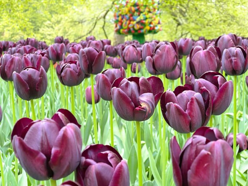 Amsterdam: Tulips & Windmill - Full day PRIVATE tour by car - What We Think About the Value