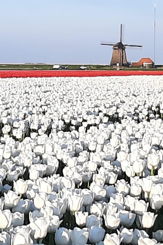 Amsterdam:Private Guided Non Touristic Tulip & Windmill Tour - Itinerary Highlights