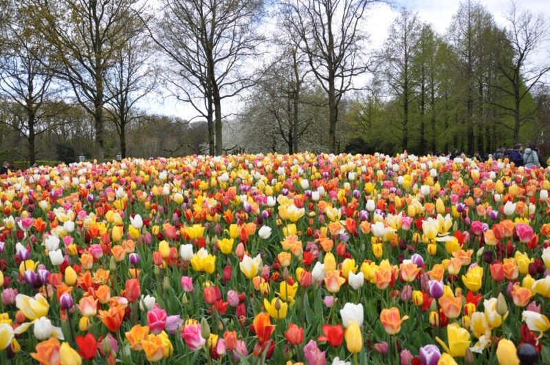 Amsterdam:Private Guided Non Touristic Tulip & Windmill Tour - Windmill Exploration