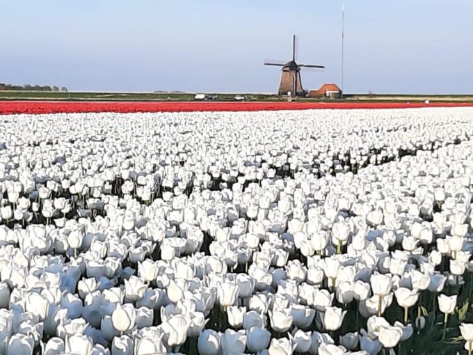 Amsterdam:Private Guided Non Touristic Tulip & Windmill Tour - Culinary Experiences