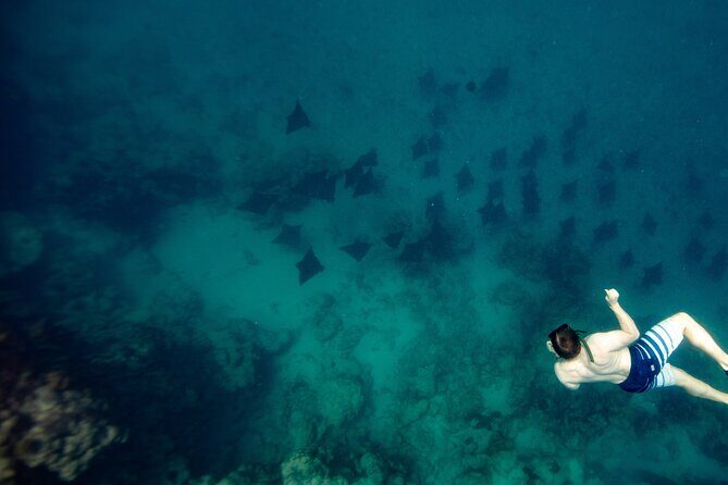 An Eagle Ray and Turtle Tour-Small Groups & Photography Included - Key Points