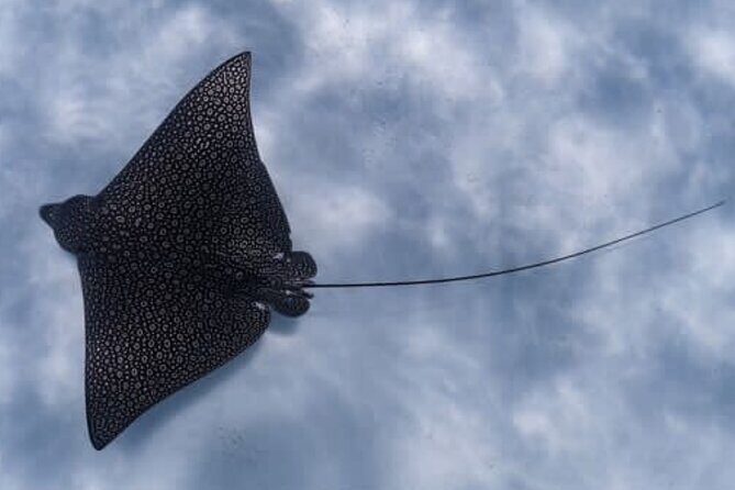 An Eagle Ray and Turtle Tour-Small Groups & Photography Included - Analyzing the Value