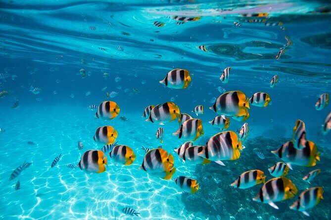 An Immersed Day in Bora Bora with O-sea - FAQ