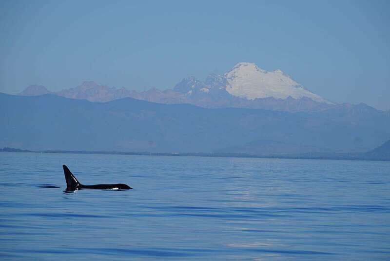 Anacortes: Orca Whales Guaranteed Boat Tour near Seattle - What is the Experience Like?