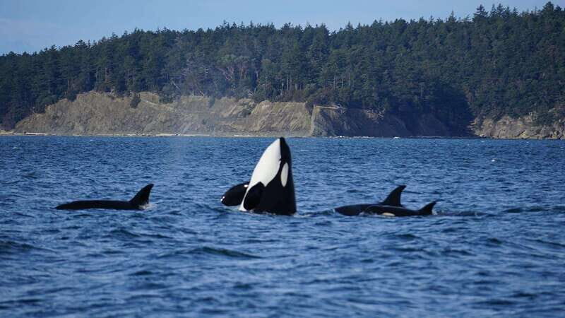 Anacortes: Orca Whales Guaranteed Boat Tour near Seattle - What Do Travelers Say?