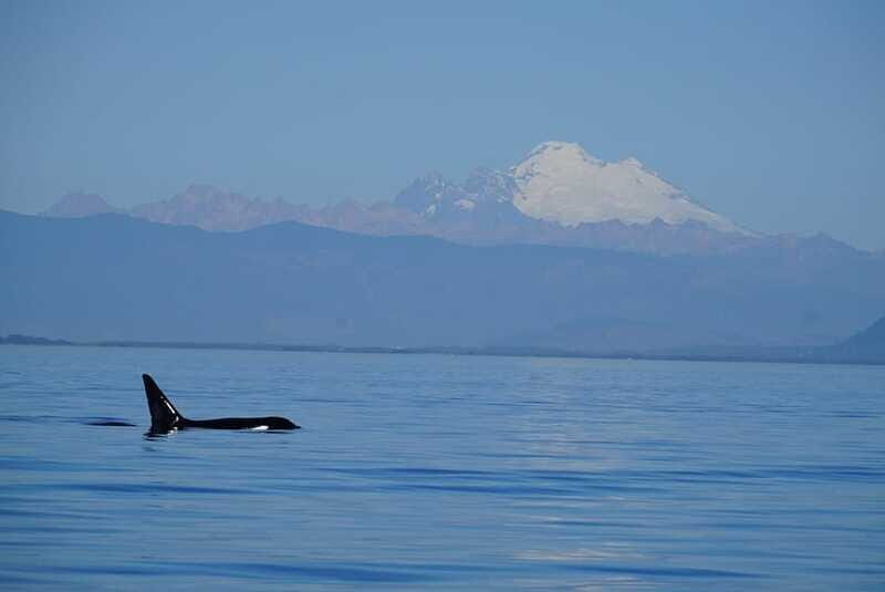 Anacortes: Orca Whales Guaranteed Boat Tour near Seattle - The Value Proposition
