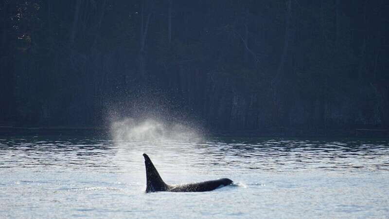 Anacortes: Orca Whales Guaranteed Boat Tour near Seattle - FAQ