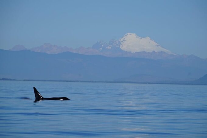 Anacortes: Whale and Orca Boat Tour Near Seattle - Nature and Wildlife Spotting