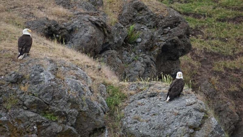 Anacortes: Whale and Orca Boat Tour near Seattle - A Deep Dive into the Experience