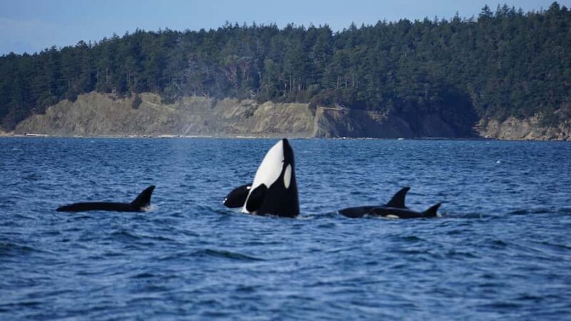 Anacortes: Whale and Orca Boat Tour near Seattle - Final Thoughts