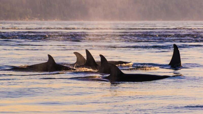 Anacortes: Whale and Orca Boat Tour near Seattle - FAQ