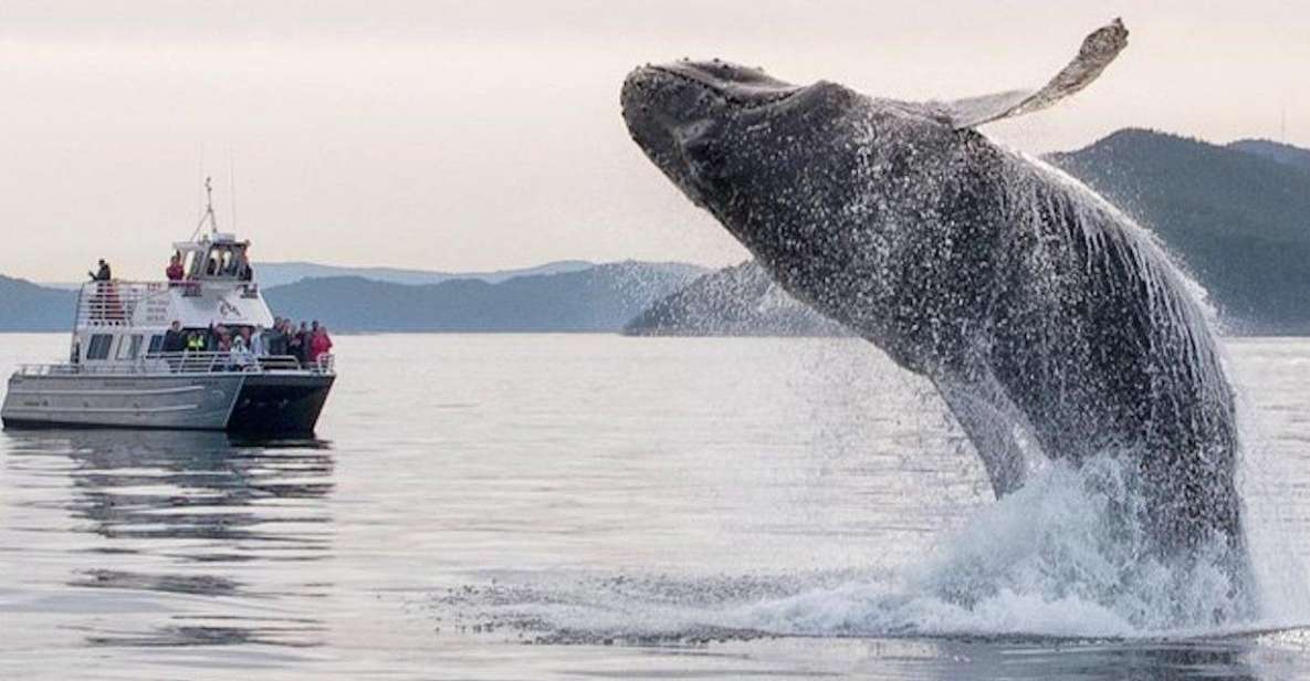 Anacortes: Whale and Orca Boat Tour Near Seattle - Key Points