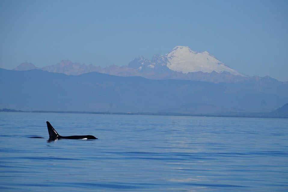 Anacortes: Whale and Orca Boat Tour Near Seattle - Whale Species Spotting