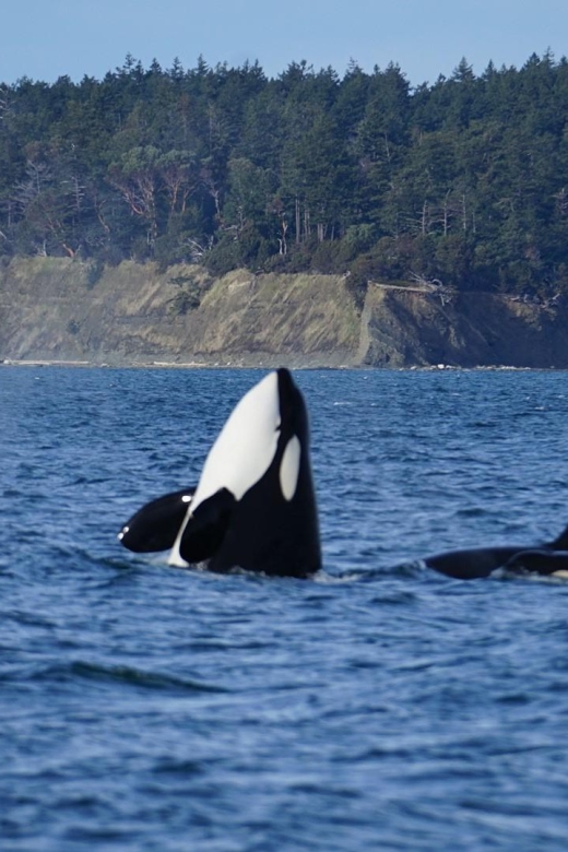 Anacortes: Whale and Orca Boat Tour Near Seattle - Tour Departure Location