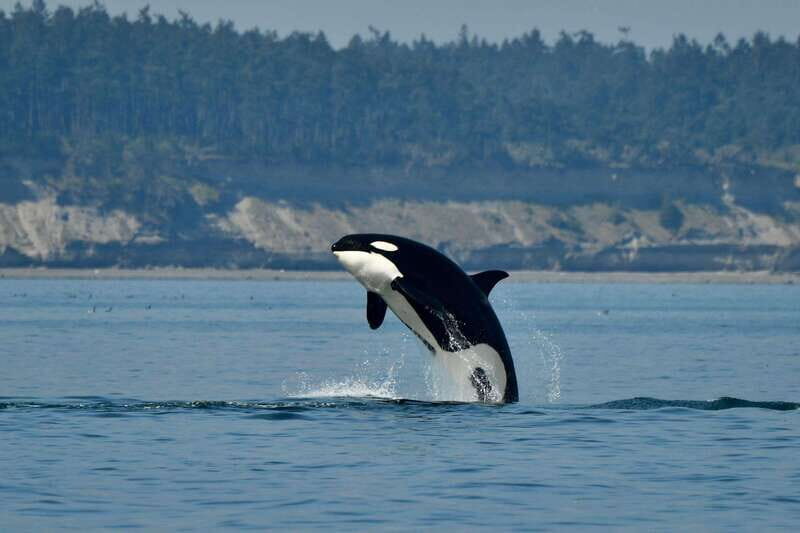 Anacortes: Whale Watching Adventure Tour Near Seattle - Key Points