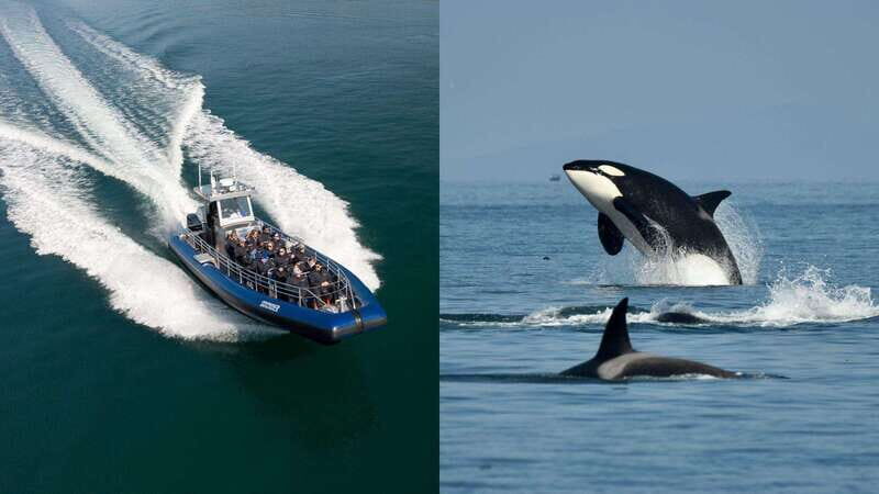Anacortes: Whale Watching Adventure Tour Near Seattle - An In-Depth Look at the Whale Watching Tour