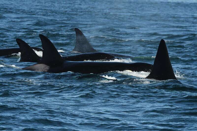 Anacortes: Whale Watching Adventure Tour Near Seattle - Final Thoughts: Is This Tour For You?