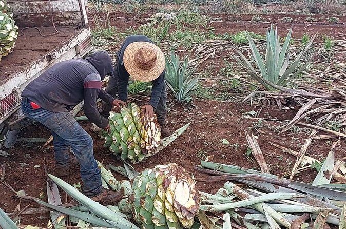Ancestral Mezcal Tour Experience A pre Hispanic Heritage - Practical Tips for Travelers  