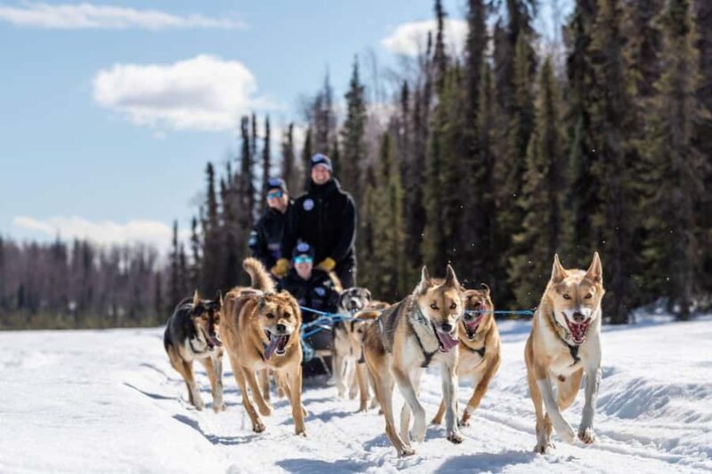 Anchorage: Dog Sled Ride in Willow with Transfers - Key Points