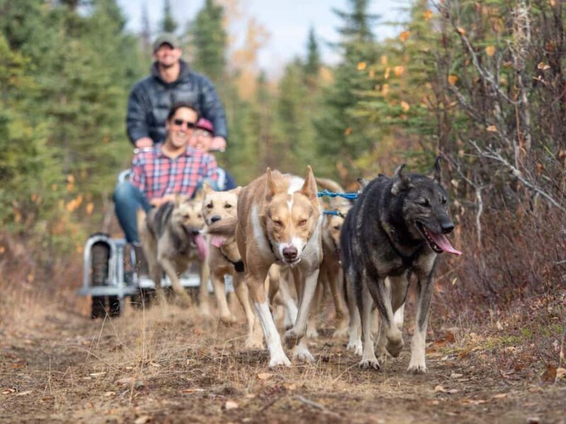 Anchorage: Dog Sled Ride in Willow with Transfers - Analyzing the Value and Practical Details