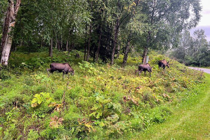 Anchorage Greenbelt Bike Tour - The Route in Detail: A Closer Look