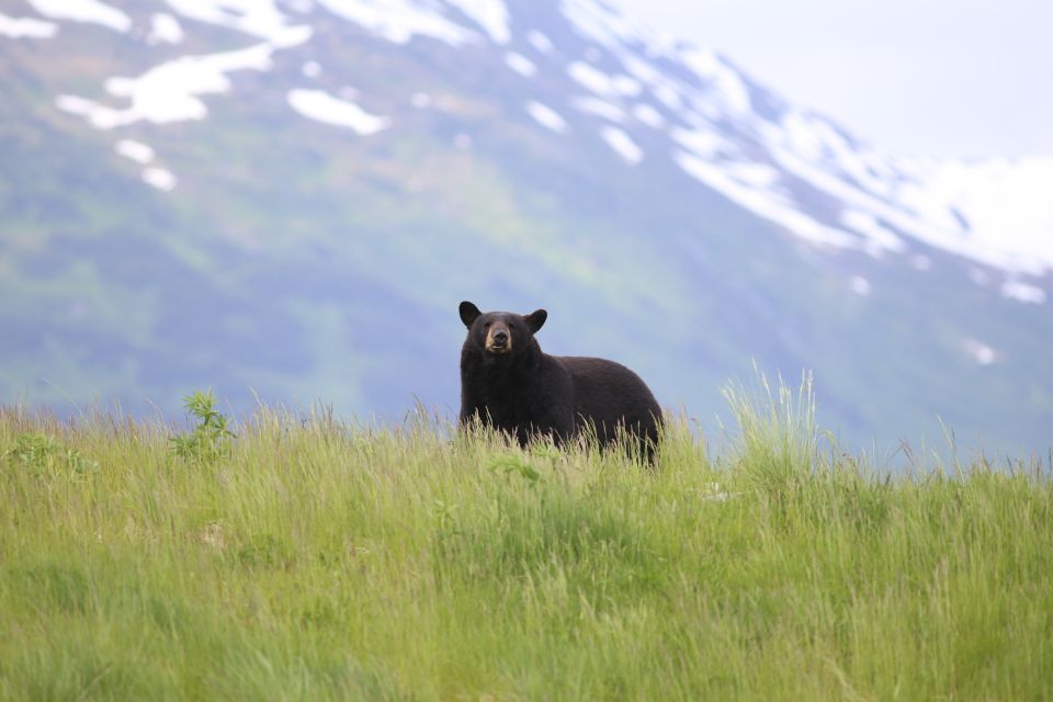 Anchorage: Kenai Fjords & Denali National Park 5 Day Tour - Frequently Asked Questions