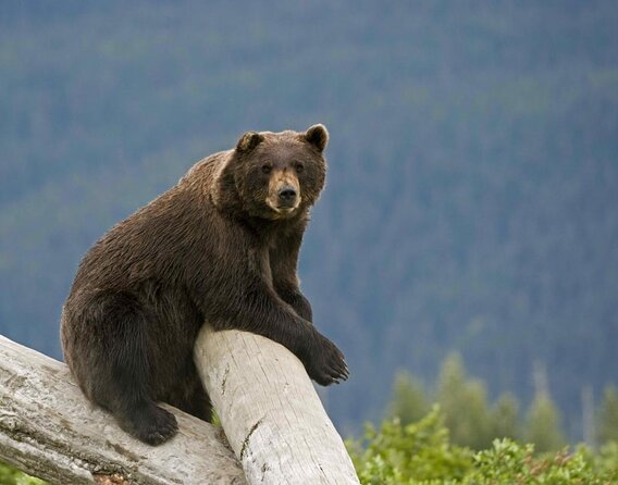 Anchorage to Seward Cruise Transfer and Private Tour - Tour Highlights