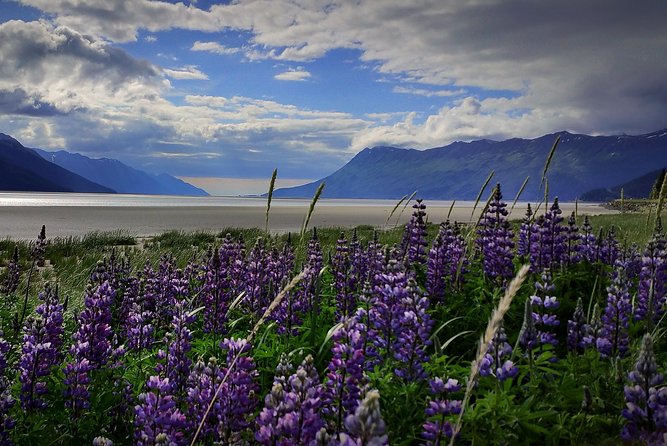 Anchorage to Wilderness Wildlife Glacier Value - Key Points