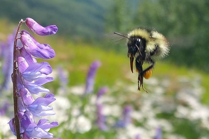 Anchorage to Wilderness Wildlife Glacier Value - Frequently Asked Questions