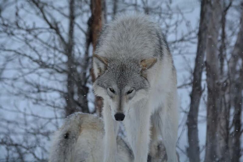 Anchorage: Turnagain Arm Scenic Winter Tour with a Guide - Exploring the Itinerary in Detail