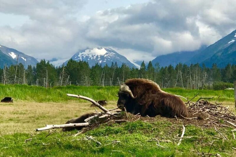 Anchorage: Wildlife, Glacier, and Wine Tasting Tour - An In-Depth Look at the Tour Experience