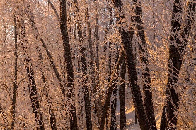 Anchorage Winter Wonderland Photo Tour - Final Thoughts
