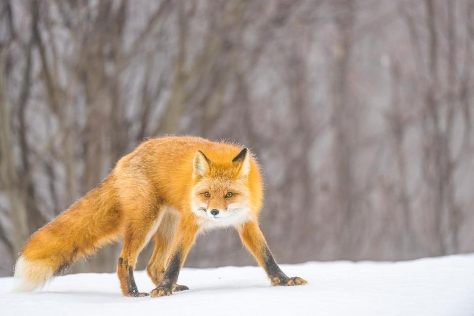 Anchorage: Winter Wonderland Photo Tour - Highlights