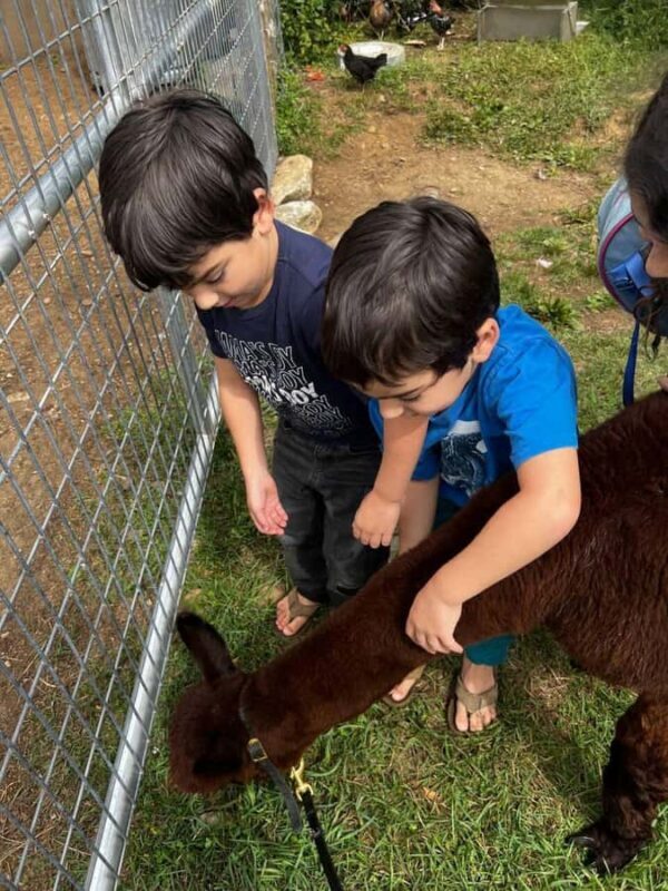 Andover, VT: Alpaca Interaction and Walk Experience - The Value of a Scenic, Year-Round Experience