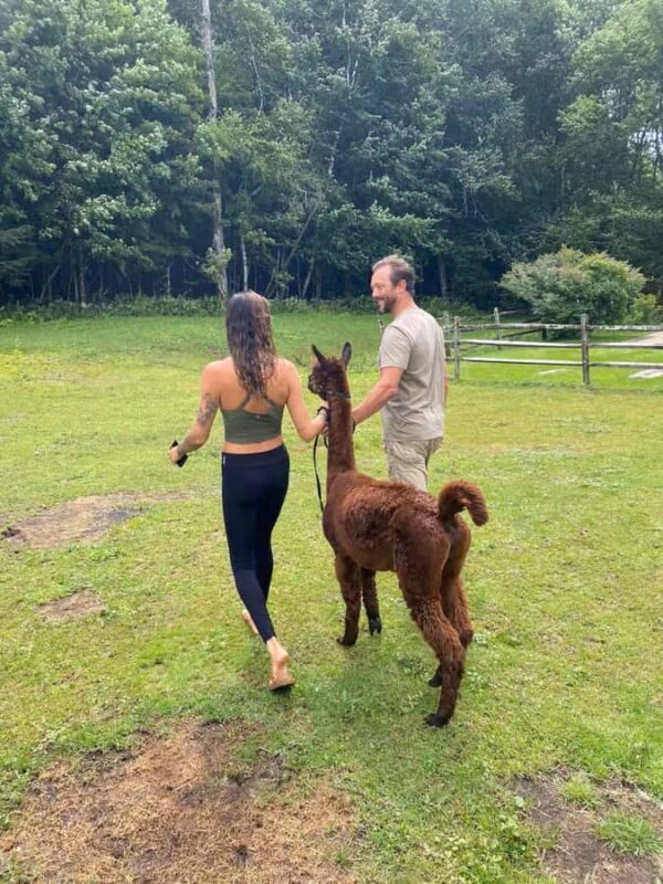 Andover, VT: Alpaca Interaction and Walk Experience - Who Will Love This Experience?