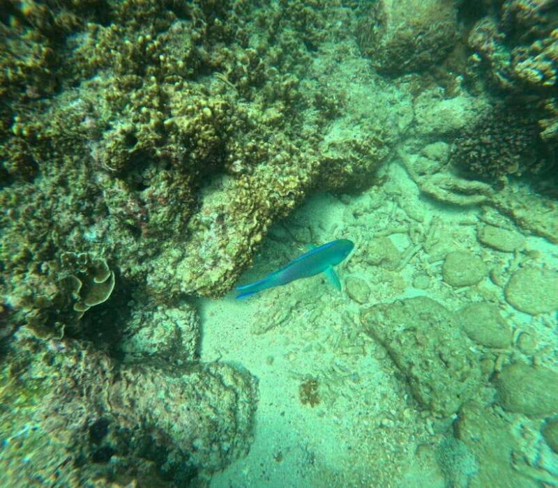 Angel Rock Snorkeling Private Trip - A Closer Look at the Experience