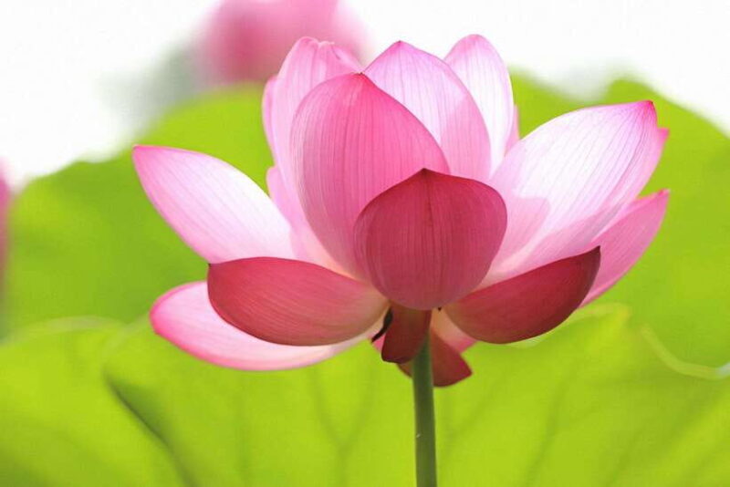 Angkor Silk Farm & Lotus Silk Farm: Siem Reap Discovery Tour - The Sum Up