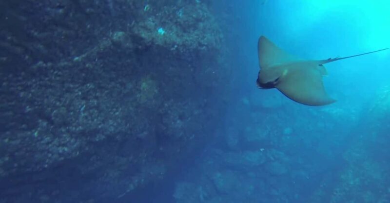 Angra do Heroísmo: Snorkeling Tour by boat - Key Points