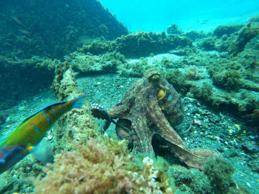 Angra Do Heroismo: SSI Try Scuba Program in a Shipwreck - Certificate Attainment