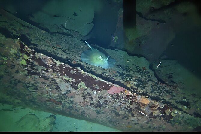 Anguilla Based: 1-Tank Group Night Dive (certification Required) - A Closer Look at the Night Wreck Dive Experience