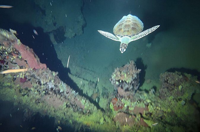 Anguilla Based: 1-Tank Group Night Dive (certification Required) - Final Thoughts