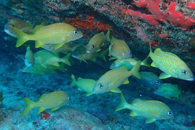 Anguilla Based: 2-Tank Group Dive Experience for Certified Divers - Introduction to the Anguilla 2-Tank Dive Experience