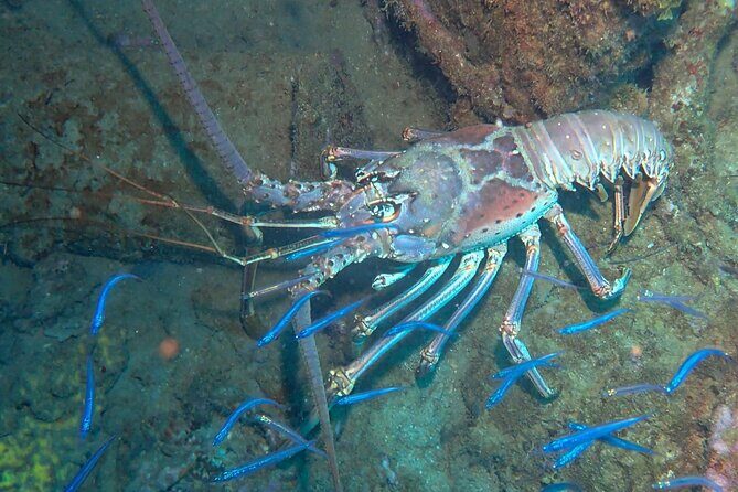 Anguilla Based: 2-Tank Group Dive Experience for Certified Divers - Equipment and Safety: What’s Included and What You Should Know