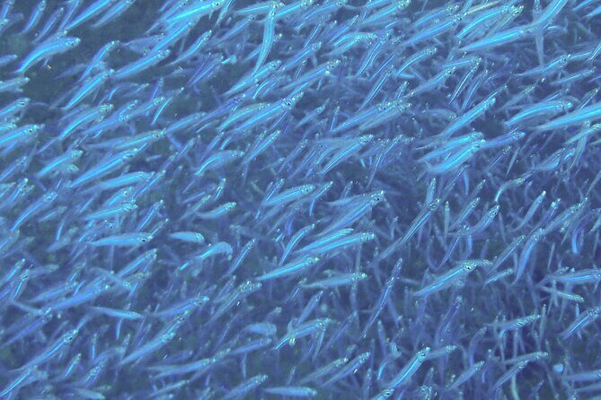 Anguilla Based: 2-Tank Group Dive Experience for Certified Divers - Who Should Book This Tour?