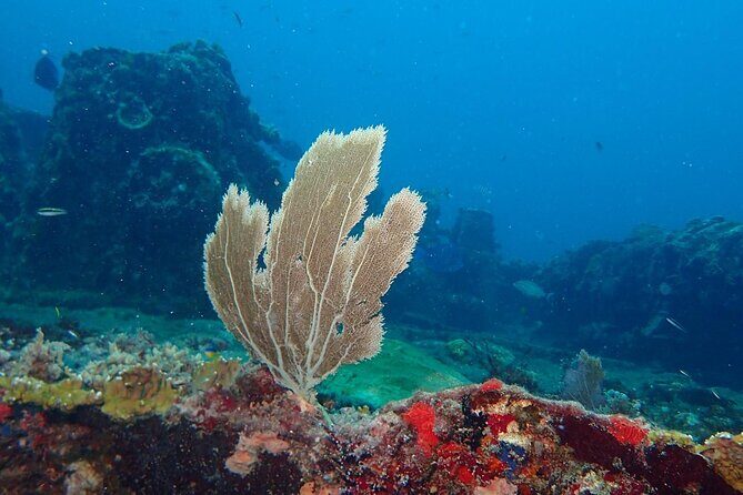 Anguilla Based:Complete your PADI Open Water Dives 3 & 4 with us - Frequently Asked Questions