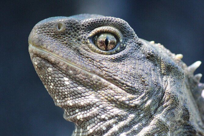 Animals of Aotearoa Wellington Zoo Tour - A Close Look at the Animals of Aotearoa Wellington Zoo Tour