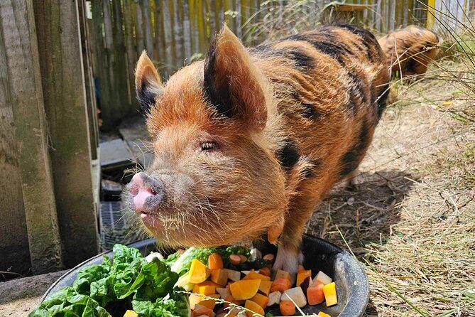 Animals of Aotearoa Wellington Zoo Tour - FAQ